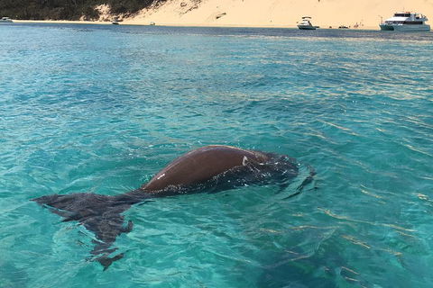Cruise In Moreton Bay Marine Park And Moreton Island - Accommodation Perth 2