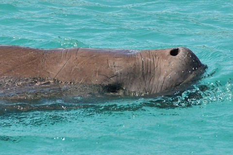 Cruise In Moreton Bay Marine Park And Moreton Island - Accommodation Perth 3