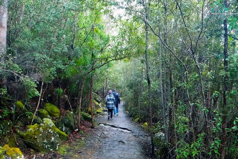 Kunanyi / Mt Wellington Explorer Bus - 2 Hour Return Tour - Accommodation Perth 2