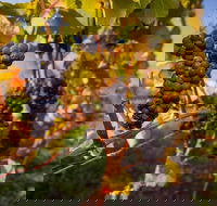Full Day Tamar Valley Wine Tour - Accommodation Perth