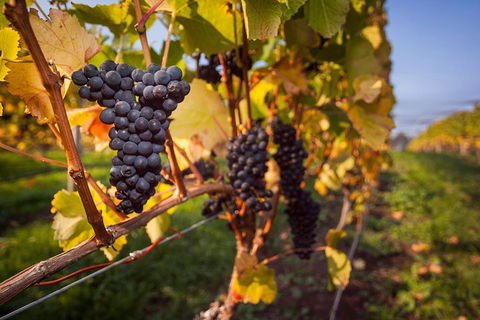 Half Day Tamar Valley Wine Tour - Accommodation Perth 1