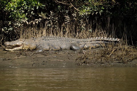 5-Day Best Of Cairns With Daintree, Kuranda, And Great Barrier Reef - Accommodation Perth 5