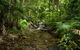 Cairns Reef And Rainforest Combo: Daintree Rainforest And The Great Barrier Reef - thumb 1