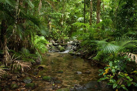 Cairns Reef And Rainforest Combo: Daintree Rainforest And The Great Barrier Reef - Accommodation Perth 1