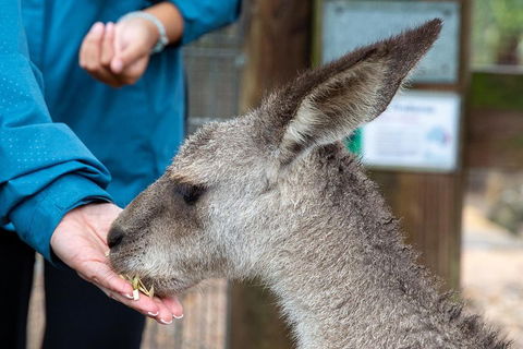 Private Blue Mountains Escape The Crowds SUV Tour - Perth Resorts 2