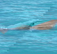 Snubfin Dolphin Eco Cruise from Broome - Accommodation Perth
