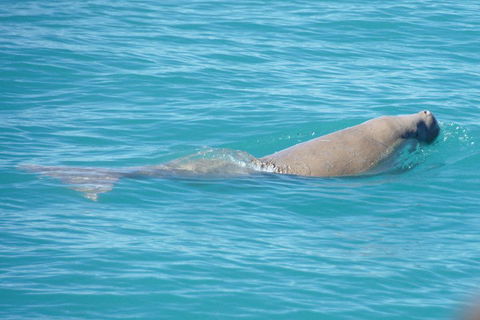 Snubfin Dolphin Eco Cruise From Broome - Accommodation Perth 0