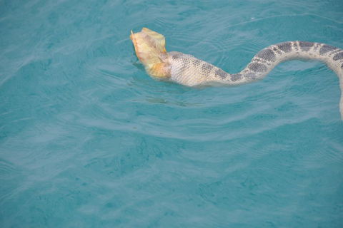 Snubfin Dolphin Eco Cruise From Broome - Accommodation Perth 2