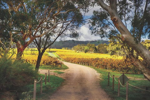 McLaren Vale Winery Small Group Tour With Wine Tasting And Lunch - Accommodation Perth 1