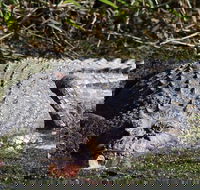 Full Day Tour in the Daintree - Accommodation Perth