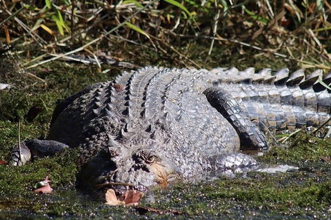 Full Day Tour In The Daintree - Accommodation Perth 0
