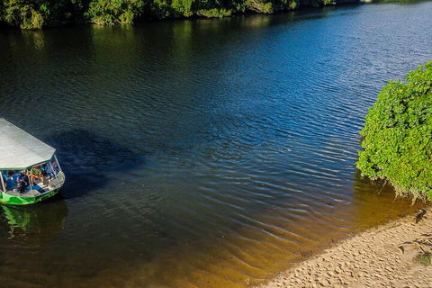 Afternoon Half-Day Daintree Rainforest And River Tour - Accommodation Perth 3