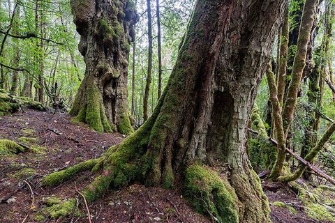 3-Day Cradle Mountain Photography Workshop - Accommodation Perth 1