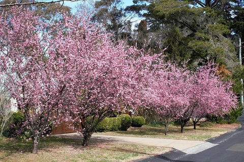 Blue Mountains - Perth Resorts 1