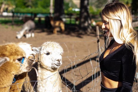O'Reilly's & Lamington National Park Incl. Alpaca Farm + Vineyard - Accommodation Perth 3