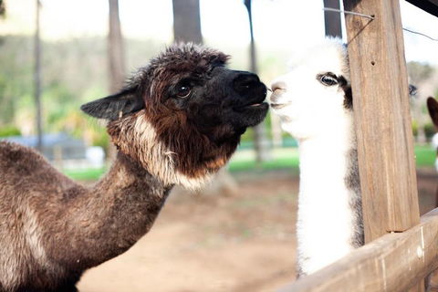 O'Reilly's & Lamington National Park Incl. Alpaca Farm + Vineyard - Accommodation Perth 4