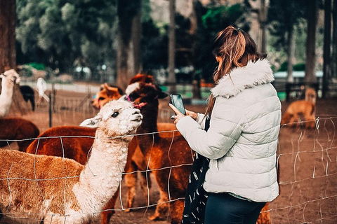 O'Reilly's & Lamington National Park Incl. Alpaca Farm + Vineyard - Accommodation Perth 5