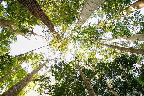 Fraser Island 4WD Tour From Noosa - Accommodation Perth 0