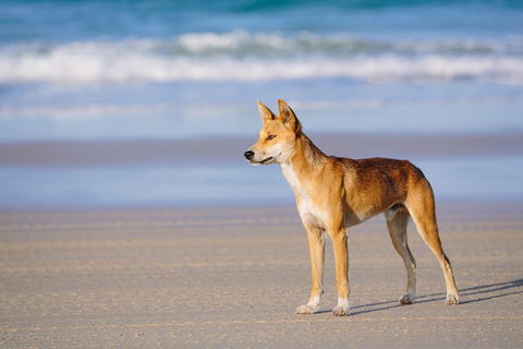 Fraser Island 4WD Tour From Rainbow Beach - Accommodation Perth 2