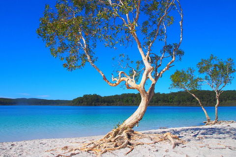 Fraser Island 4WD Tour From Rainbow Beach - Accommodation Perth 5