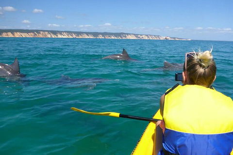 Kayak With Dolphins And 4WD Great Beach Drive Day Trip From Noosa - Accommodation Perth 1