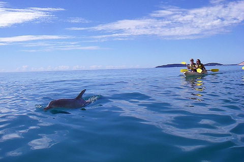 Kayak With Dolphins And 4WD Great Beach Drive Day Trip From Noosa - Accommodation Perth 2