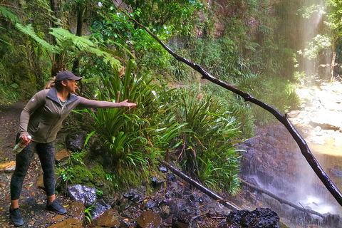 Rainforest & Waterfalls Extravaganza - Accommodation Perth 4