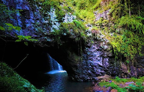 Rainforest & Waterfalls Extravaganza - Accommodation Perth 5