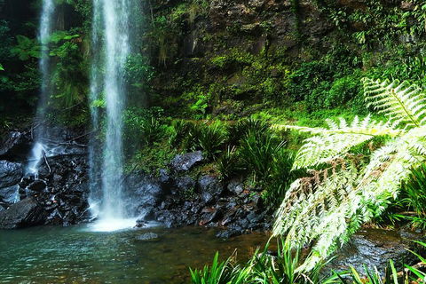 Private Tour - Rainforest & Waterfalls Extravaganza - Accommodation Perth 1