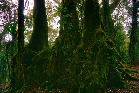 Private Tour - Rainforest & Waterfalls Extravaganza - Accommodation Perth 5