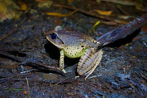 Glow Worms Private Tour - Nocturnal Rainforest Walk - Accommodation Perth 0