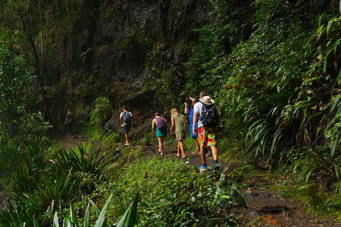 Glow Worms Private Tour - Nocturnal Rainforest Walk - Accommodation Perth 1