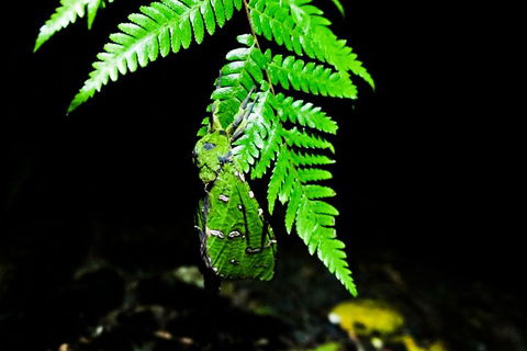 Glow Worms Private Tour - Nocturnal Rainforest Walk - Accommodation Perth 2