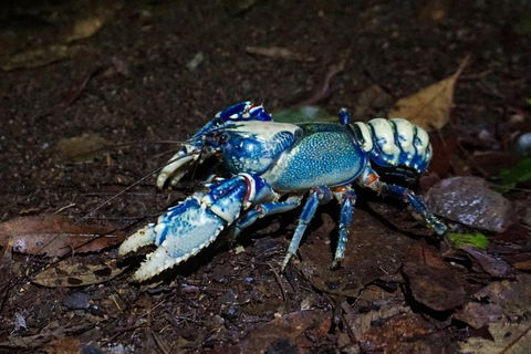 Glow Worms Private Tour - Nocturnal Rainforest Walk - Accommodation Perth 4