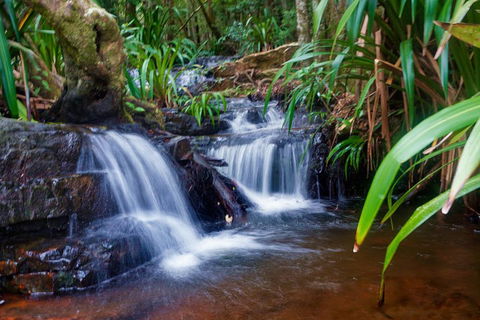 Glow Worms Private Tour - Nocturnal Rainforest Walk - Accommodation Perth 5