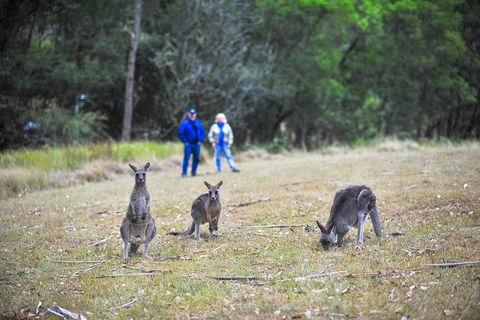 Blue Mountains Private Tour From Sydney - Accommodation Perth 2