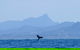 The Byron Bay Sea Kayak Tour - thumb 0
