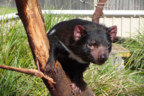 Tasmania 6 Day 'Tour In Circle' - Accommodation Perth 1