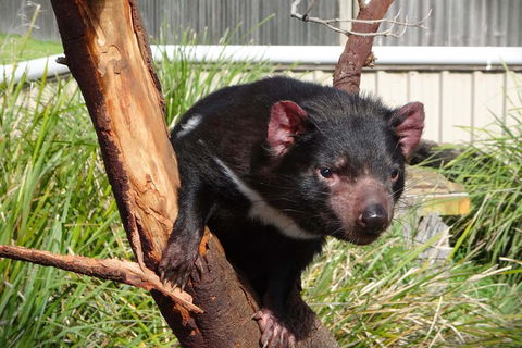 Tasmania 4 Day East Coast + Launceston - Accommodation Perth 2