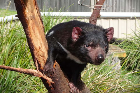 6-Day Tasmania Small-Group Guided Tour With Gourmet Food - Accommodation Perth 1