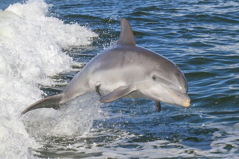 Noosa Oceanrider Scenic Dolphin Safari - Accommodation Perth 0