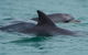 Noosa Oceanrider Scenic Dolphin Safari - thumb 1