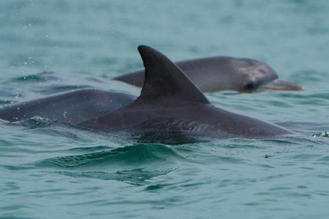 Noosa Oceanrider Scenic Dolphin Safari - Accommodation Perth 1