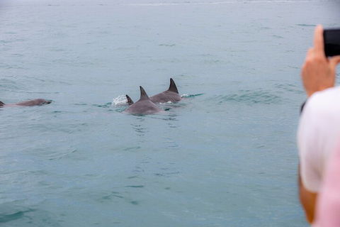 Noosa Oceanrider Scenic Dolphin Safari - Accommodation Perth 2