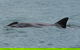 Noosa Oceanrider Scenic Dolphin Safari - thumb 3