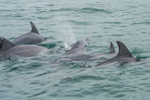 Noosa Oceanrider Scenic Dolphin Safari - Accommodation Perth 5