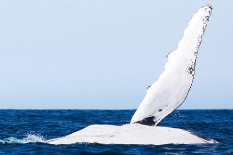 2-Hour Guided Whale Watching Tour At Noosa - Accommodation Perth 0