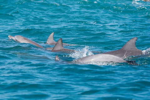 2-Hour Guided Whale Watching Tour At Noosa - Accommodation Perth 2