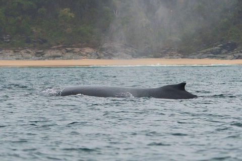 2-Hour Guided Whale Watching Tour At Noosa - Accommodation Perth 5