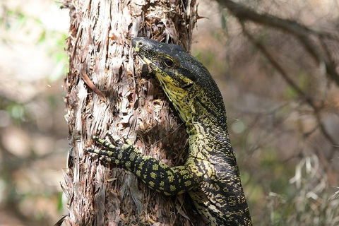 Byron Bay Hinterland Tour Including Rainforest Walk To Minyon Falls - Accommodation Perth 1